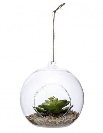 Декоративна рослина у склі